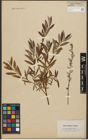 Foto von Salix purpurea L. x Salix repens L.